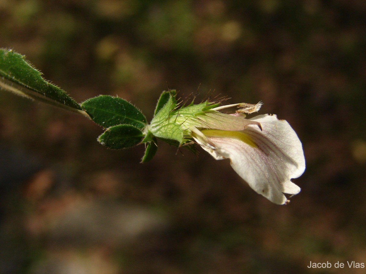 Blepharis maderaspatensis (L.) B.Heyne ex Roth